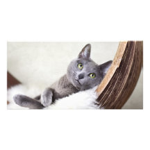 Russian Blue Custom Photo Card