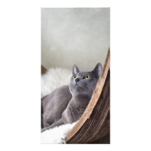 Russian Blue Customized Photo Card