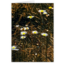 Rustic Daisies Greeting Card