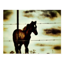 Rustic Horse Colt Foal and Barbed Wire Post Cards