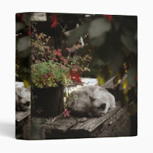 Rustic Kitten Binder