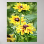 Rustic Mix Rudbeckias
