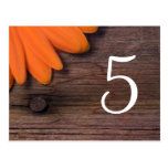 Rustic Orange Daisy Country Wedding Table Number Postcard