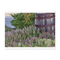 Rustic View Postcard