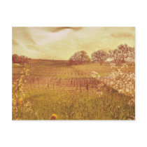 Rustic Vineyard in Napa Valley California Post Card