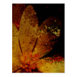 Rustic White Flower Post Cards