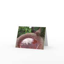 Rusty Bird Bath Cards