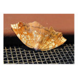 Rusty Moth ~ ATC Business Card Templates
