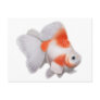 Ryukin Goldfish Postcard