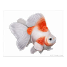 Ryukin Goldfish Postcard