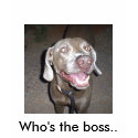 S5030845, Who's the boss.. t-shirts