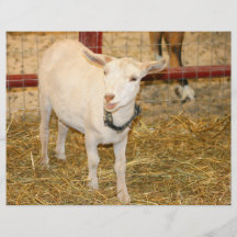 Saanen doeling goat mouth open flyers