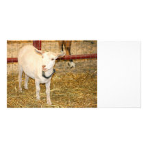 Saanen doeling goat mouth open photo card template