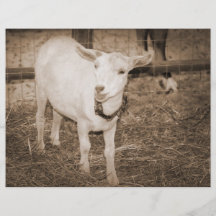 Saanen doeling sepia goat mouth open flyer