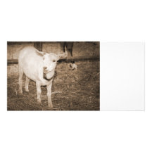 Saanen doeling sepia goat mouth open custom photo card