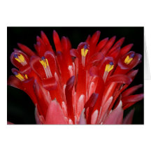 SABA: Billbergia pyramidalis Card