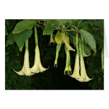 SABA: Brugmansia suaveolens Card