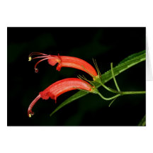 SABA: Gesneria ventricosa Cards