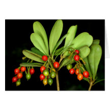 SABA: Jacquinia arborea Cards