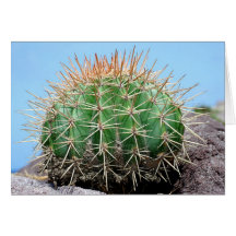 SABA: Melocactus intortus Cards