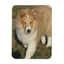 Sable and White Collie Puppy Magnet