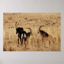 Sable antelopes resting print