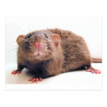 Sable Burmalicious Postcard