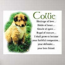Sable Collie Gifts Posters