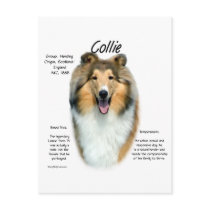 Sable Rough Collie Meet the Breed