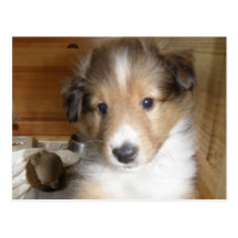 Sable Sheltie Pup Post Card