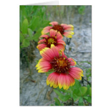 Sac fourre-tout à fleur sauvage de Gaillardia (fle Cartes De Vœux