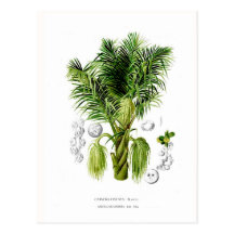 Sacchifera d'Arenga Carte Postale