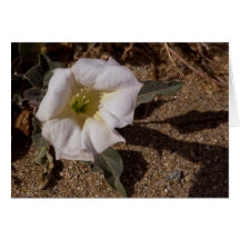 Sacred Datura Flower From Anza Borrego Desert Cards