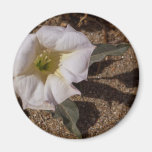 Sacred Datura Flower From Anza Borrego Desert Refrigerator Magnet