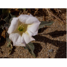 Sacred Datura Flower From Anza Borrego Desert Photo Cut Out