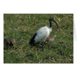 Sacred Ibis cards