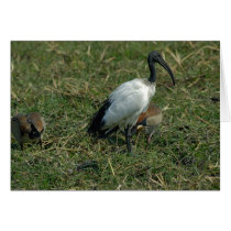 Sacred Ibis cards