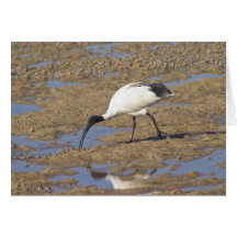 Sacred Ibis Greeting Card