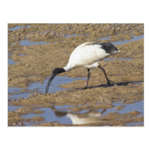Sacred Ibis Postcard