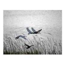 Sacred ibises in flight post cards
