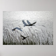 Sacred ibises in flight poster