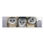 Sacred owls bumper stickers