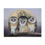 Sacred owls postcards