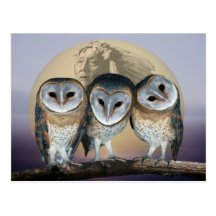 Sacred owls postcard
