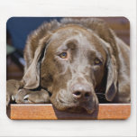 Sad Chocolate Lab Mouse Pads