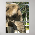 Sad Elephant Posters