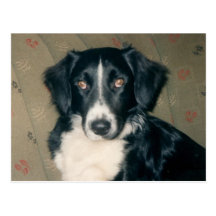 Sad Eyes Post Cards