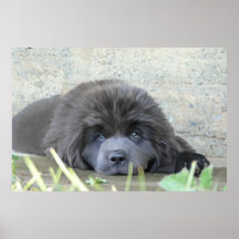 Sad Eyes Print