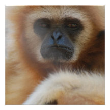 Sad Gibbon Invitations