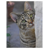 Sad Kitty Bengal Cat Flyer